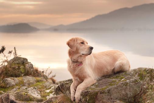 The Gathering of the Goldens