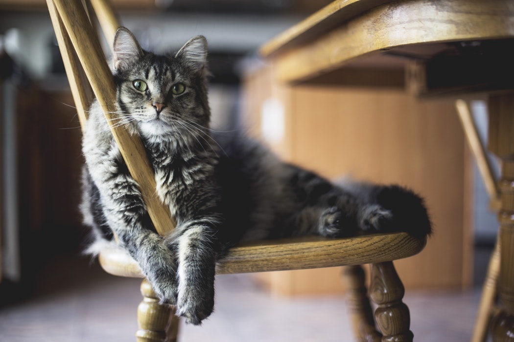 Feline fun! 5 cat cafes to visit across the country