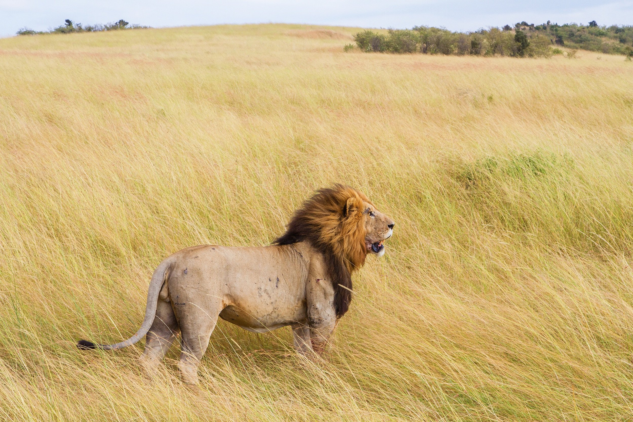 Safari 2.0: These Unexpected Safari Destinations Will Amaze You