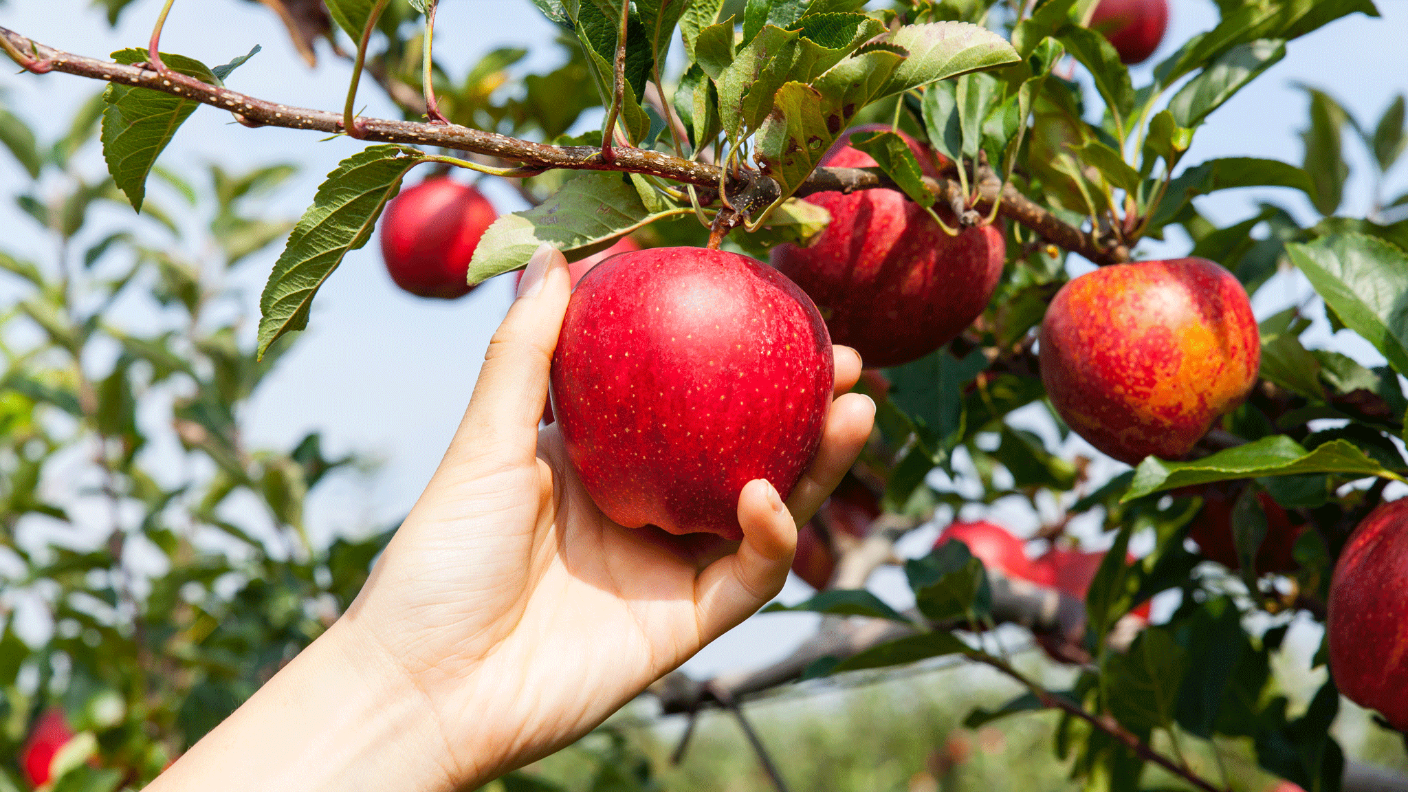 Best Places to Pick Fruit in the United States