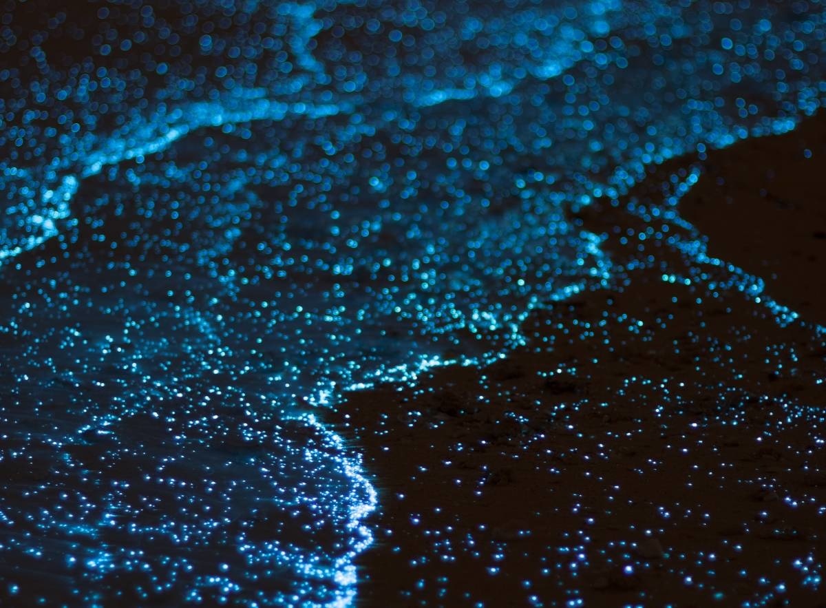 The 7 Best Places to See Bioluminescence: A Journey in Pictures