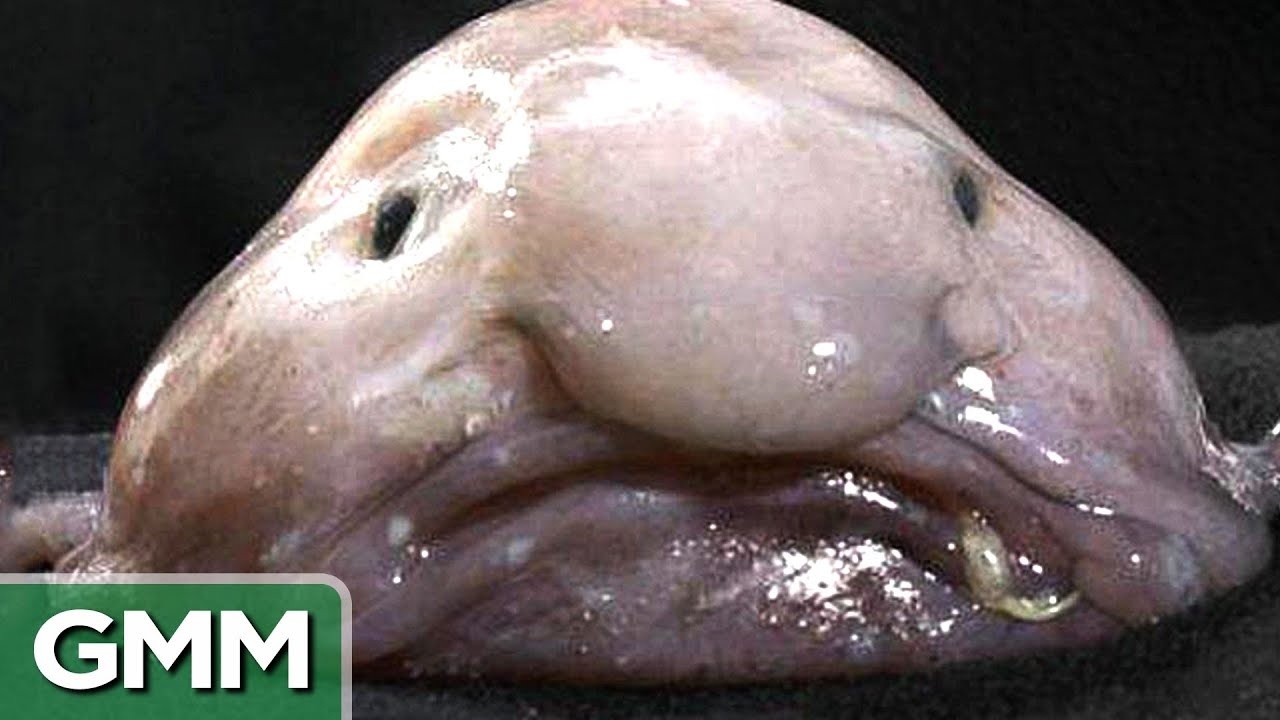 The World’s 5 Ugliest Animals