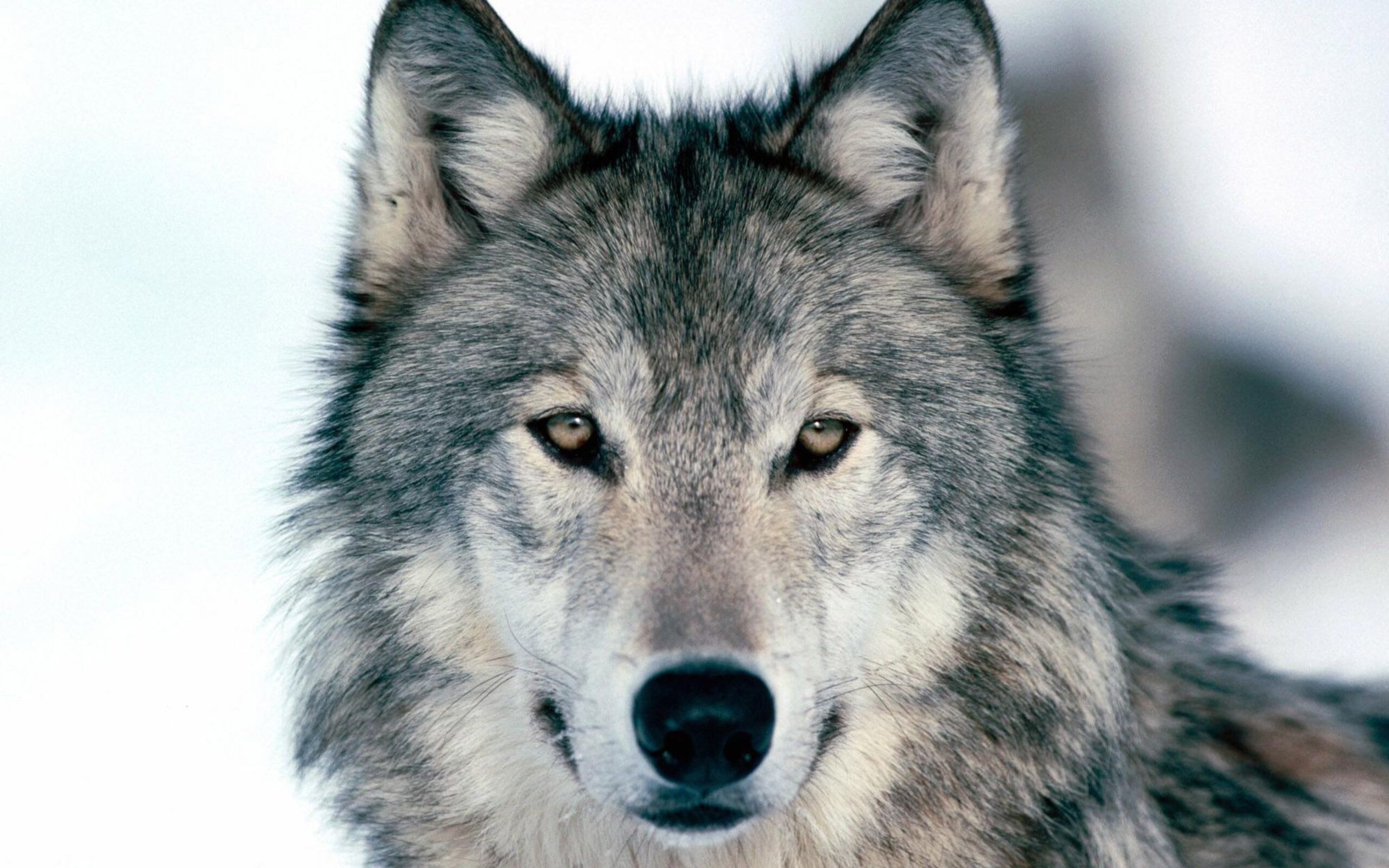 The Best Places to See Wolves Around the World