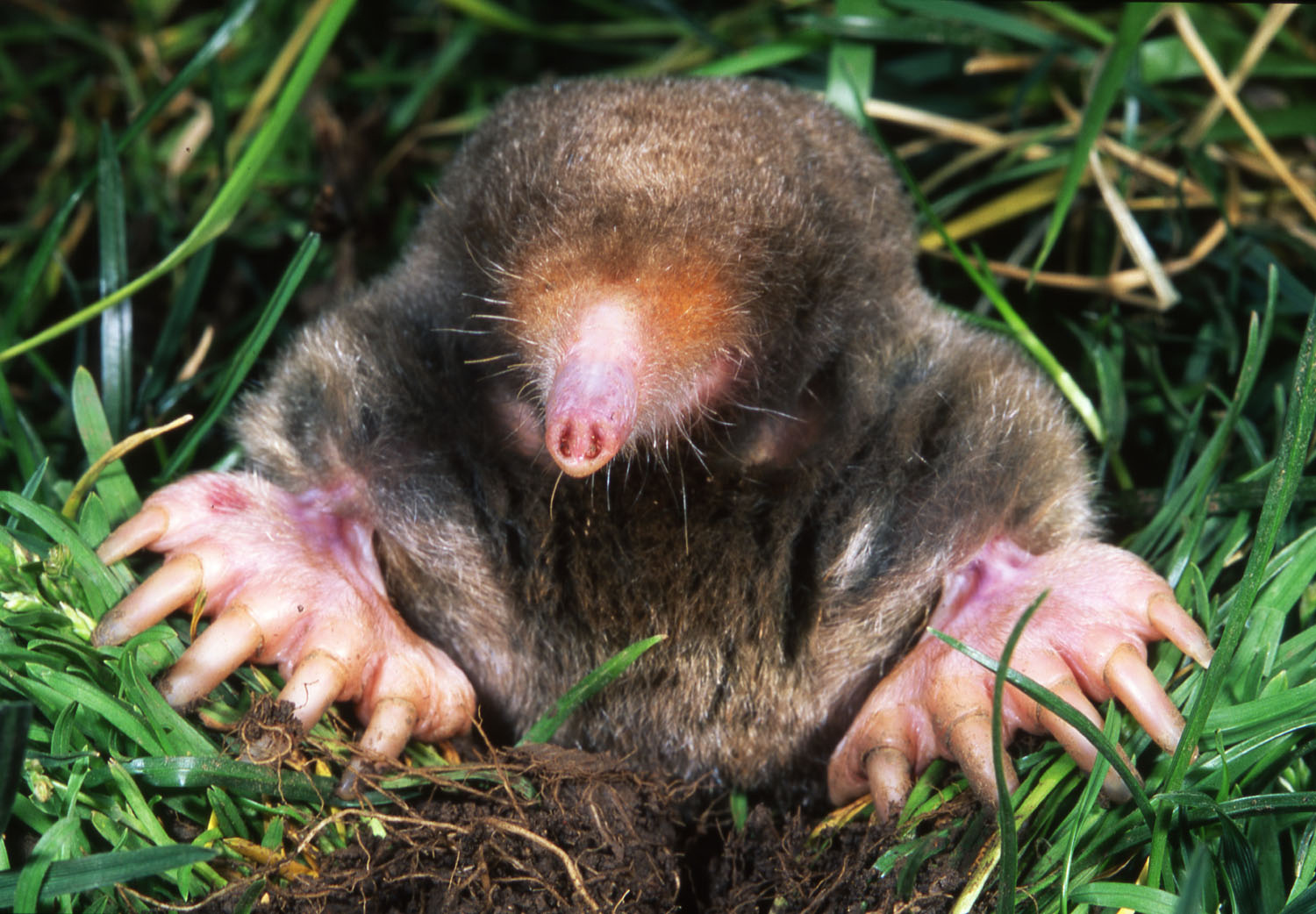 Happy Mole Day! Here Are Some Weird Kinds of Moles