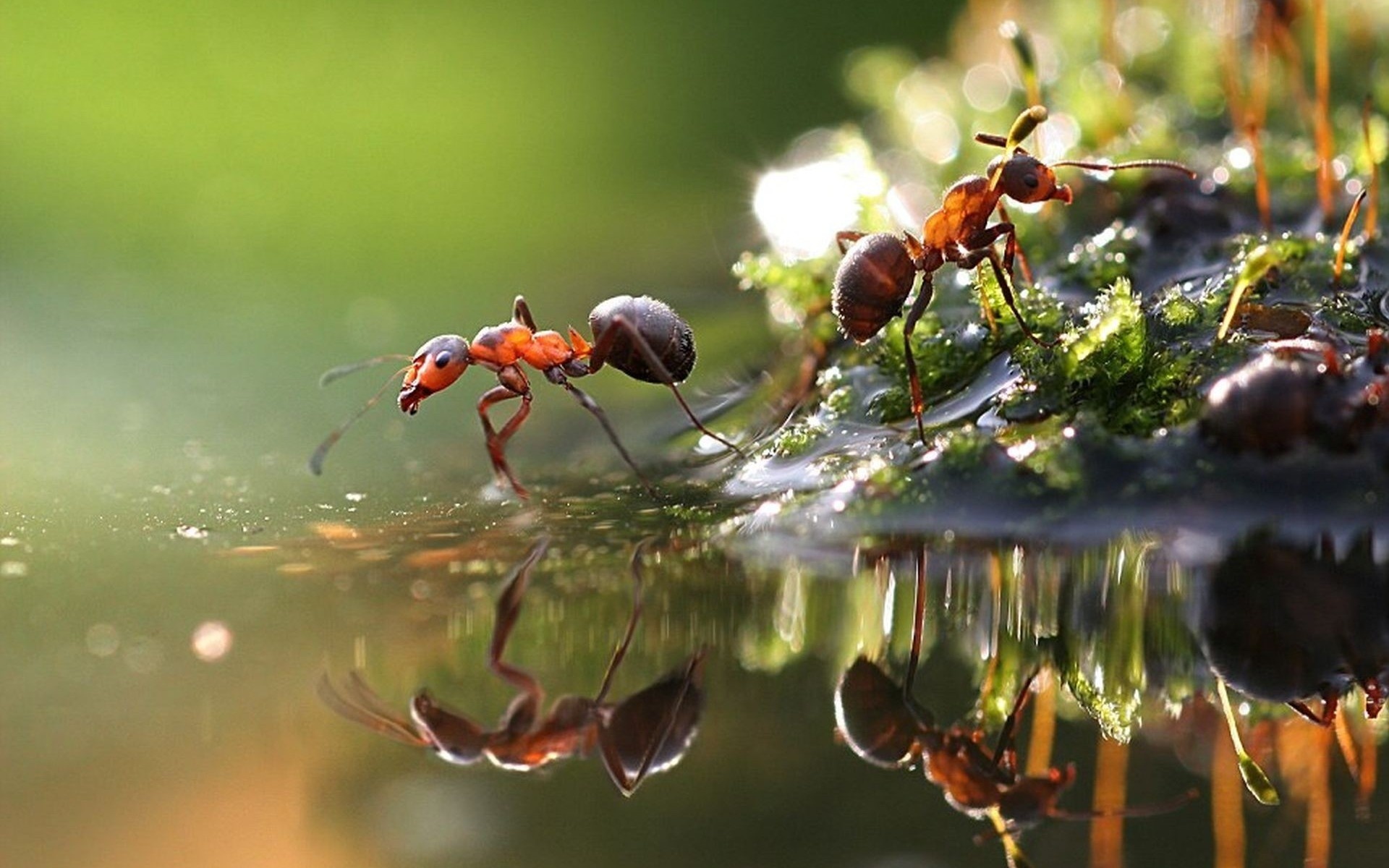 The Secret Wars of Ants