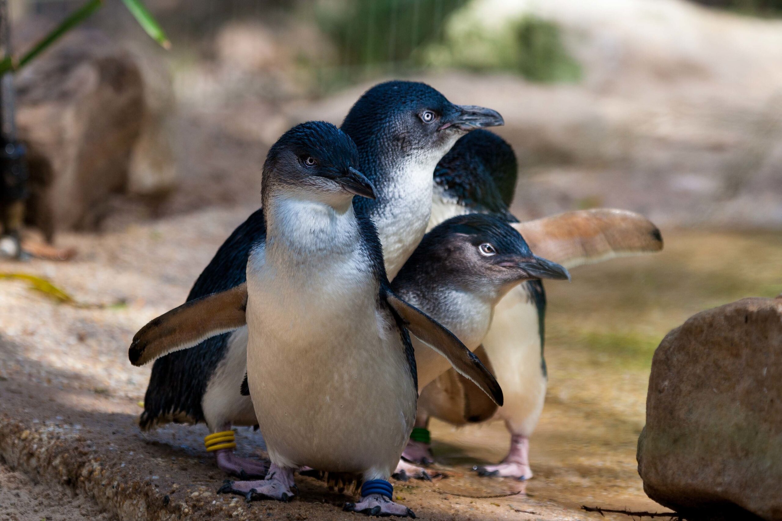 The 10 Best Ethically-Conscious Zoos Across America