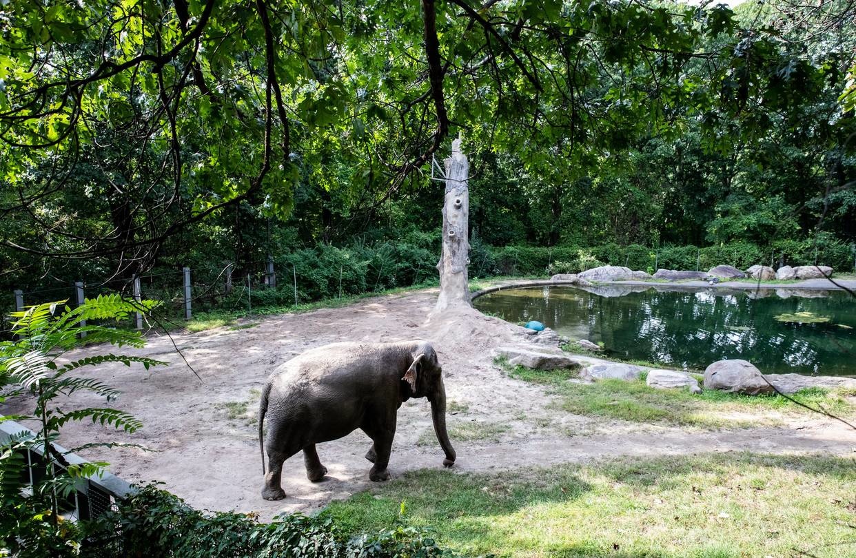 How to Livestream New York’s Zoos and Aquariums