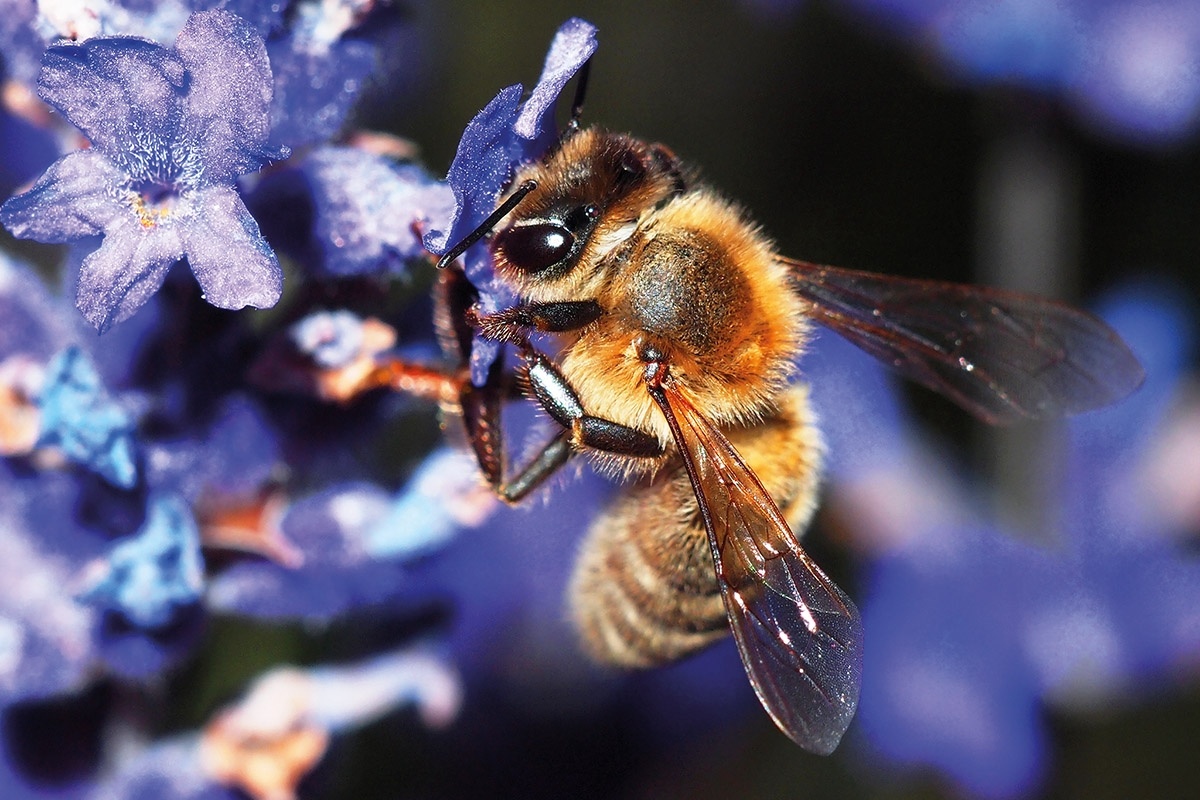 10 Incredible Facts About Bees