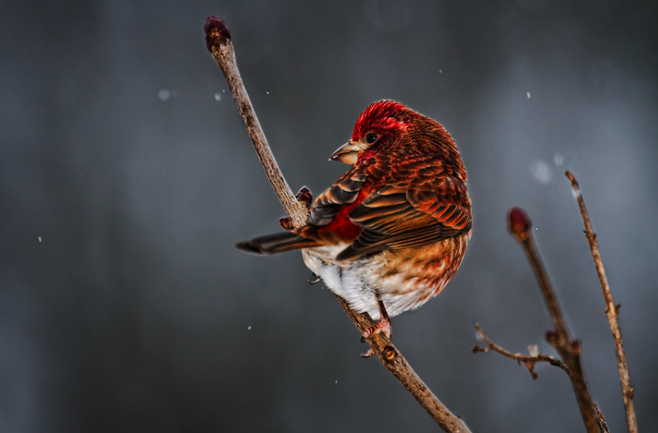 7 of the Most Beautiful Winter Birds