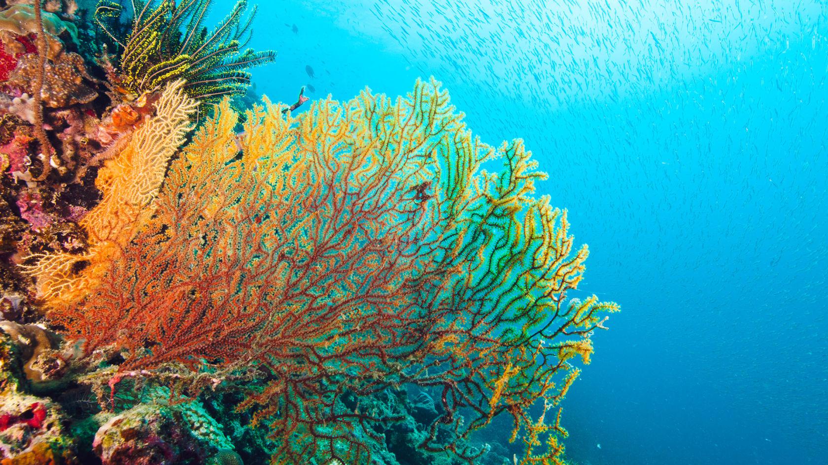 The World’s Most Breathtaking Coral Reefs