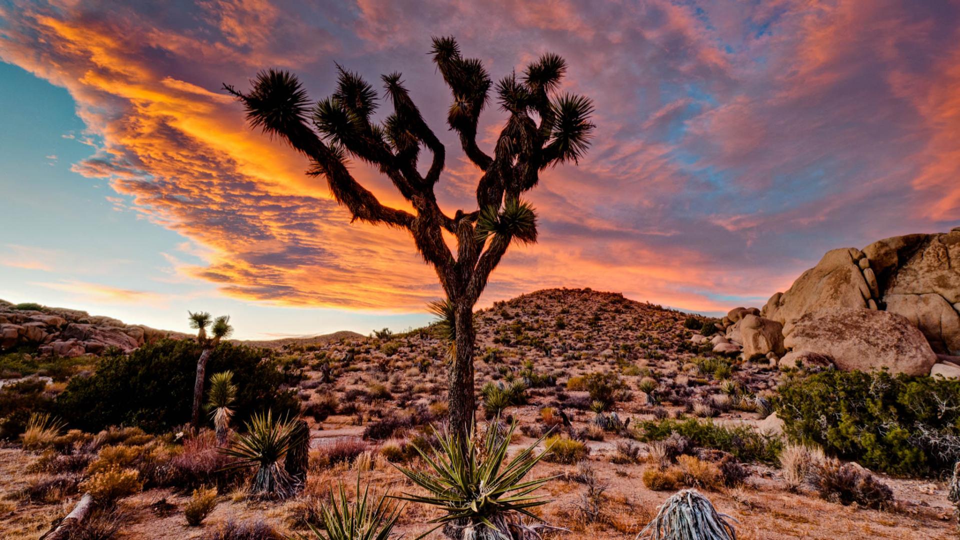 A Guide to Visiting Joshua Tree National Park