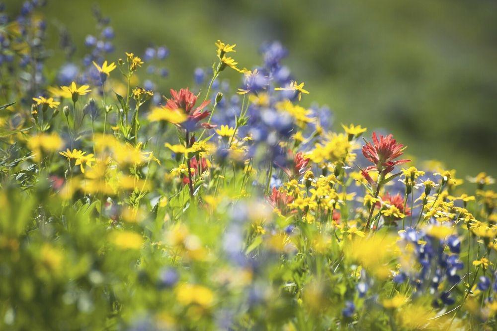 The 4 Best Places to See Wildflowers in the U.S.