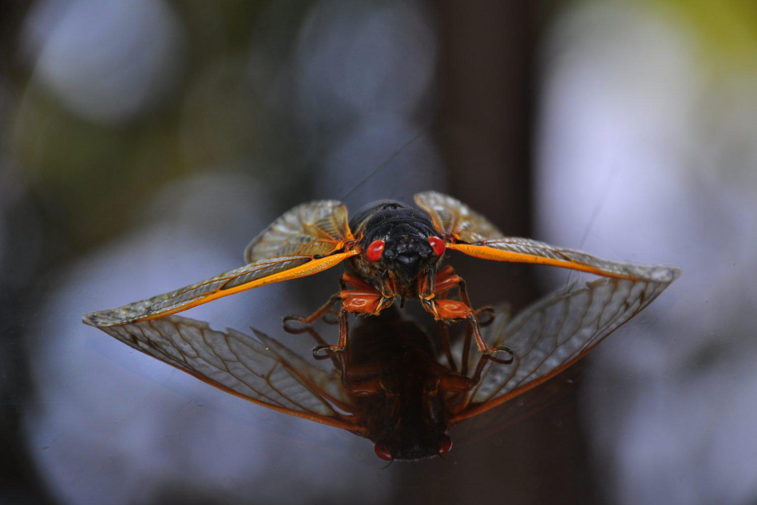 The Cicadas Are Coming