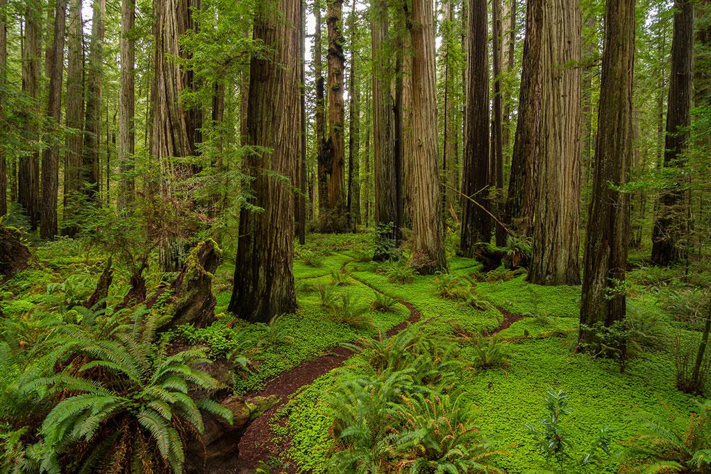 Journey Through the World’s Old-Growth Forests