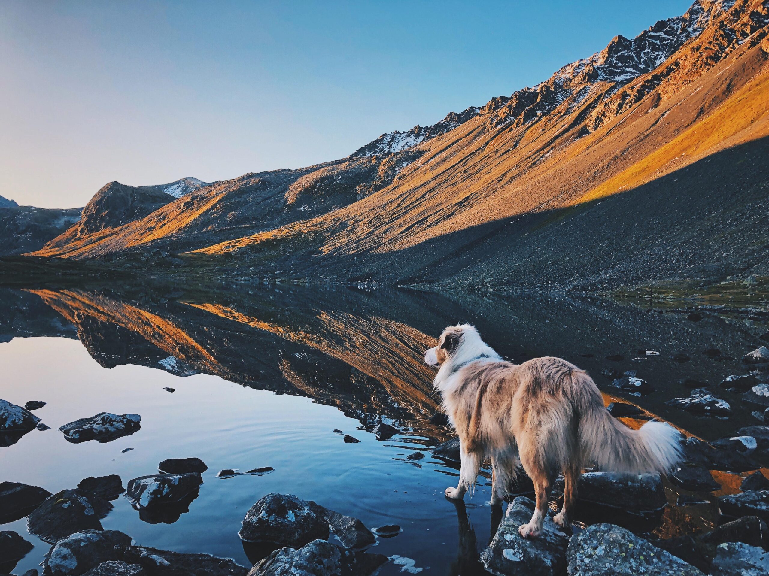 Spot And Luna Are Coming On Vacation! Head To One Of These Pup-Friendly U.S. Cities