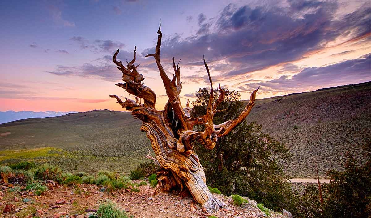 The World’s Most Amazing Trees