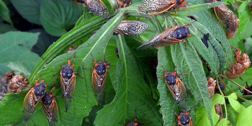 Cicadas