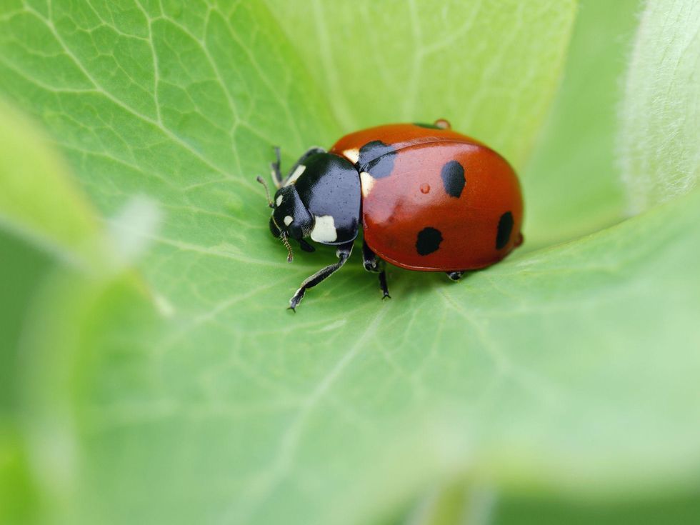 Ladybugs