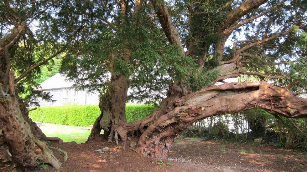 Llangernyw Yew