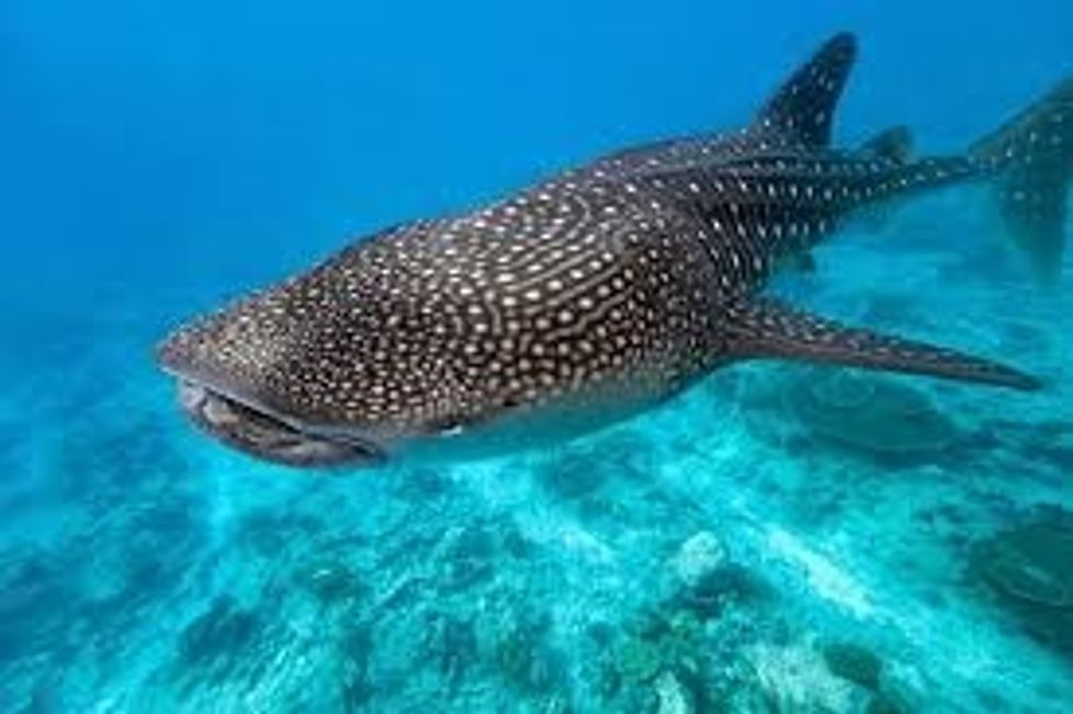 whale shark