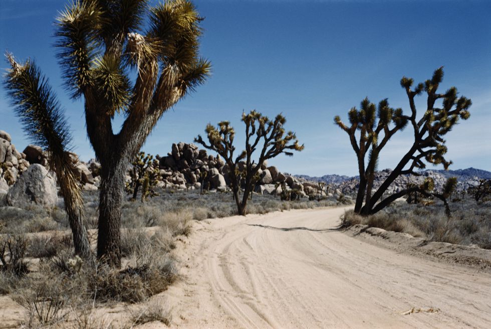 4. Joshua Tree National Park