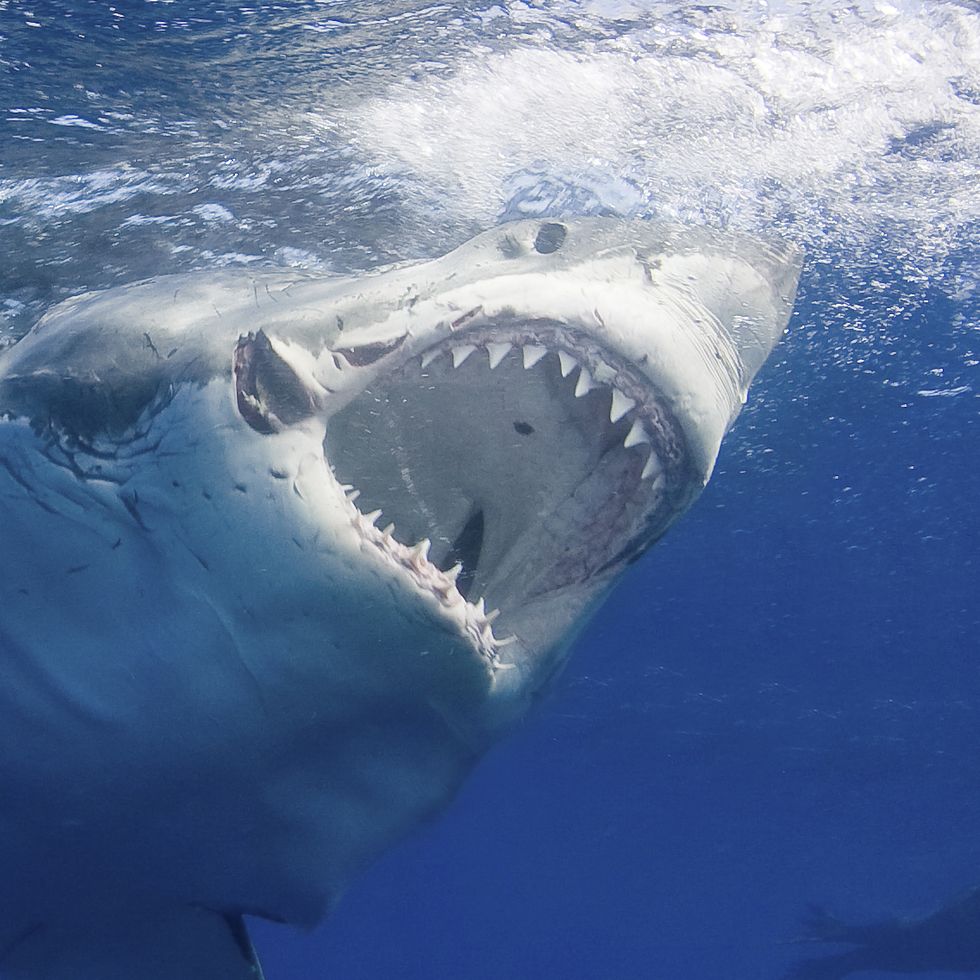 Great White Shark