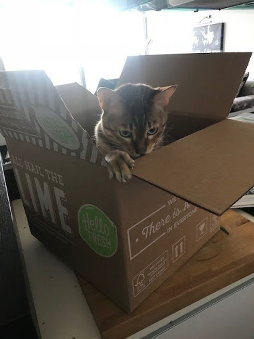 cat in a hellofresh box