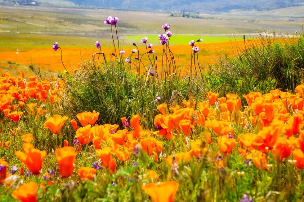 Antelope Valley California