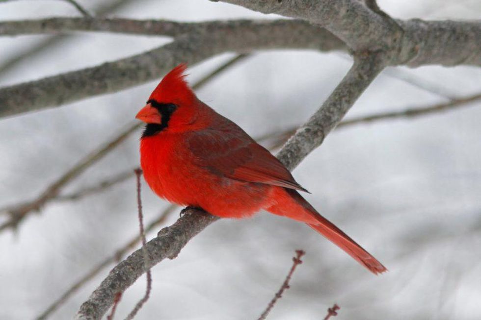 Cardinal