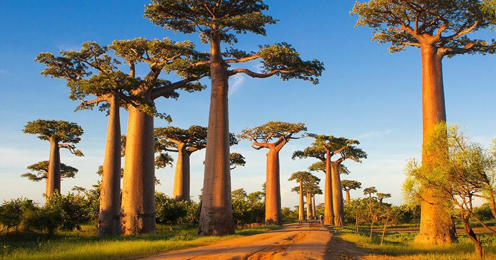 Avenue of Baobabs u200b