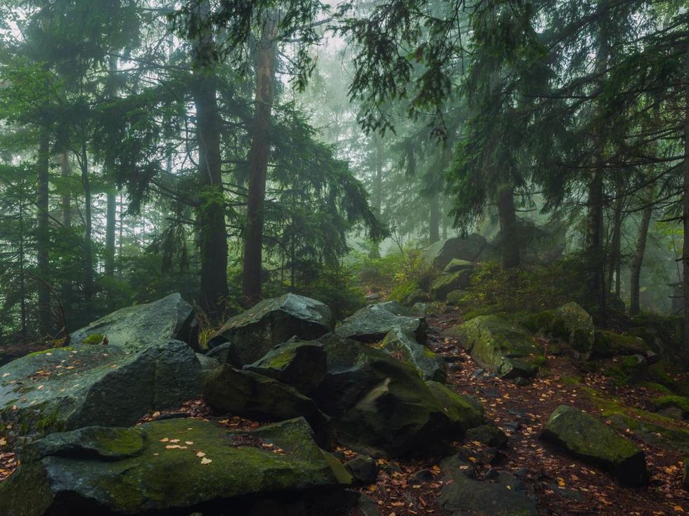 Bialowieza Forest