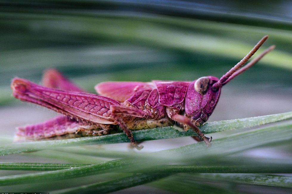 Pink Meadow Grasshoppers