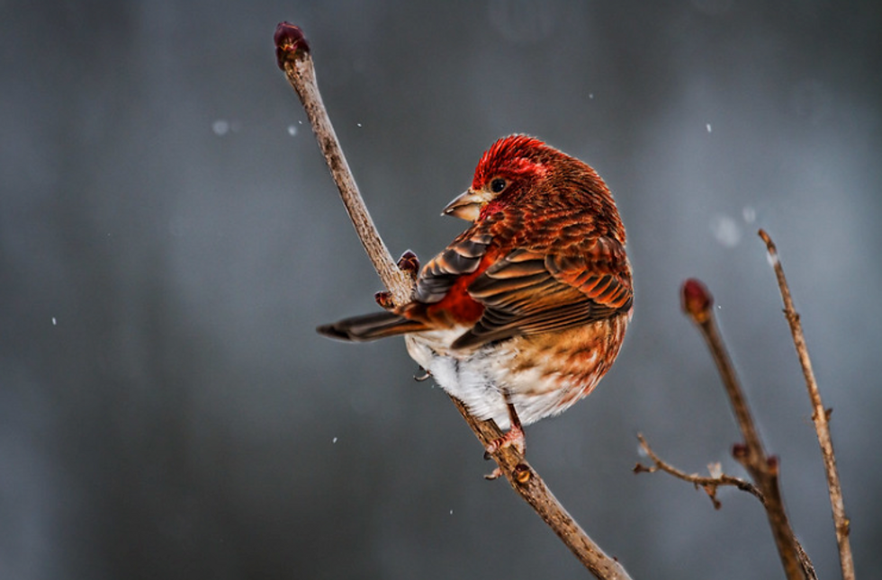 Purple Finch