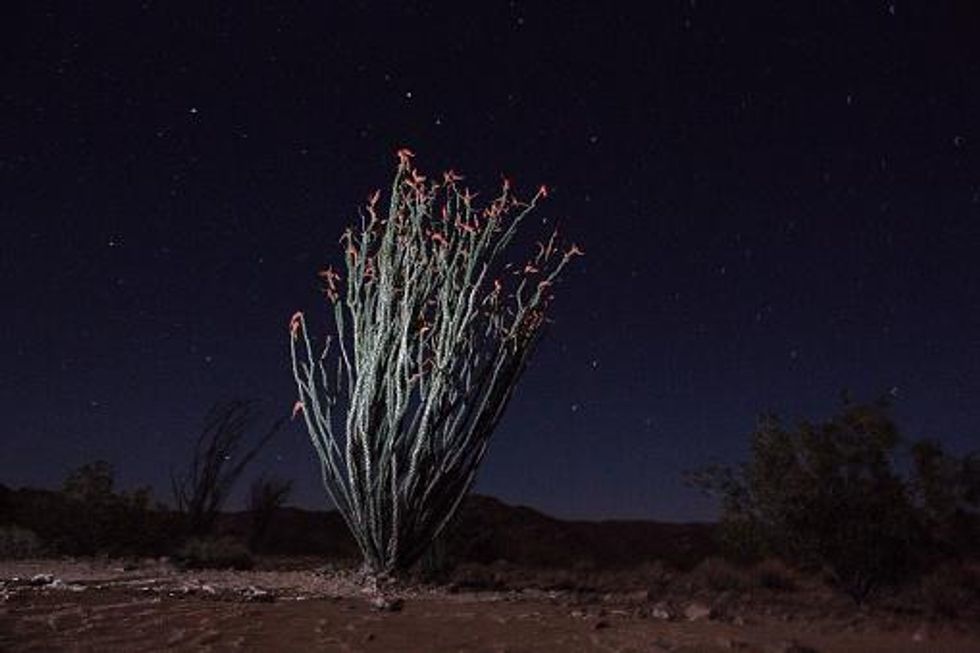 Ocotillo