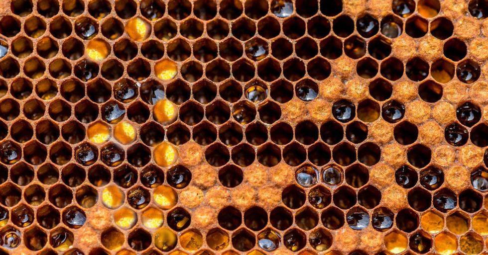 Honeycomb