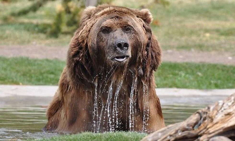 Yellowstone grizzly center