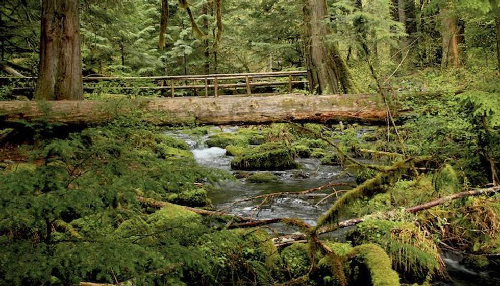 The McKenzie River Trail in Eugene, Oregon