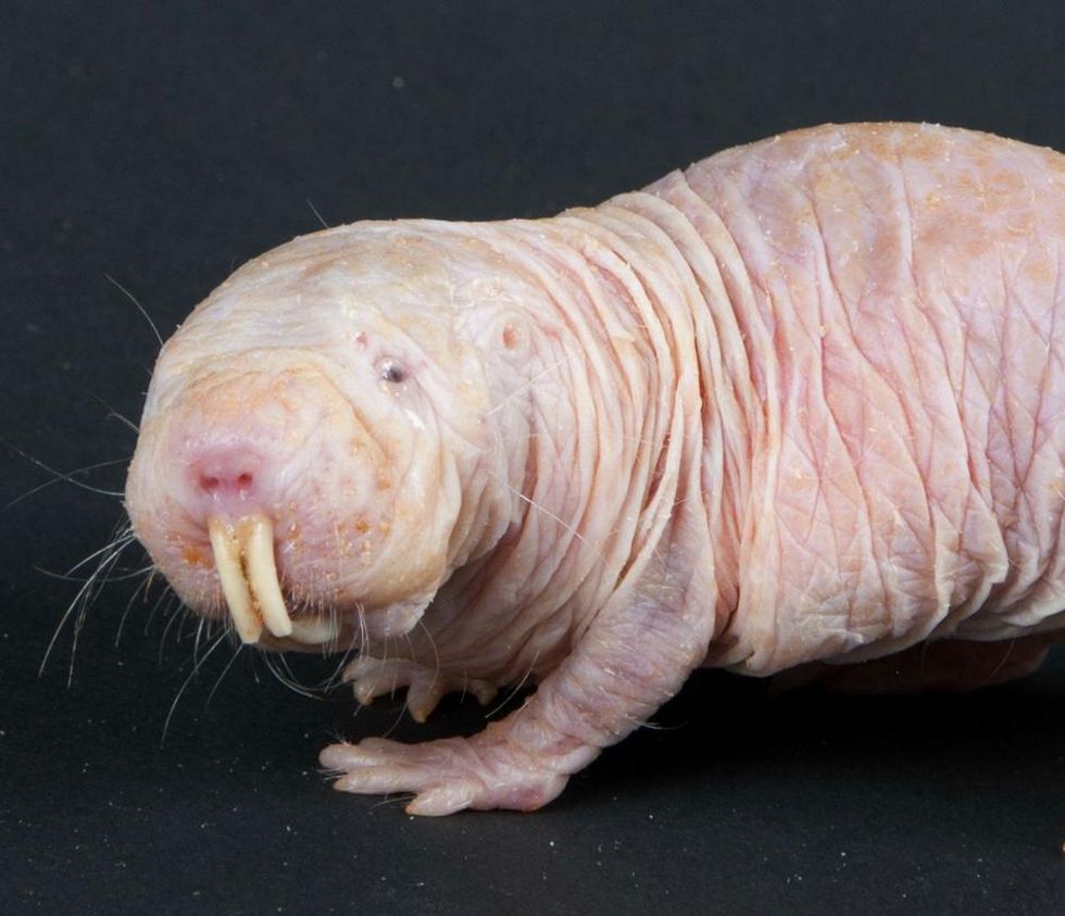 Desert Mole Rat