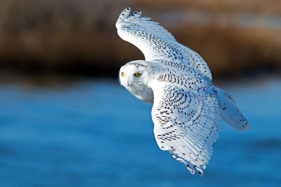 u200bSnowy Owl