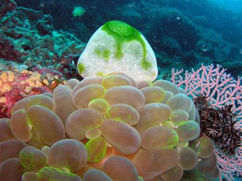 u200bTubbataha Reef