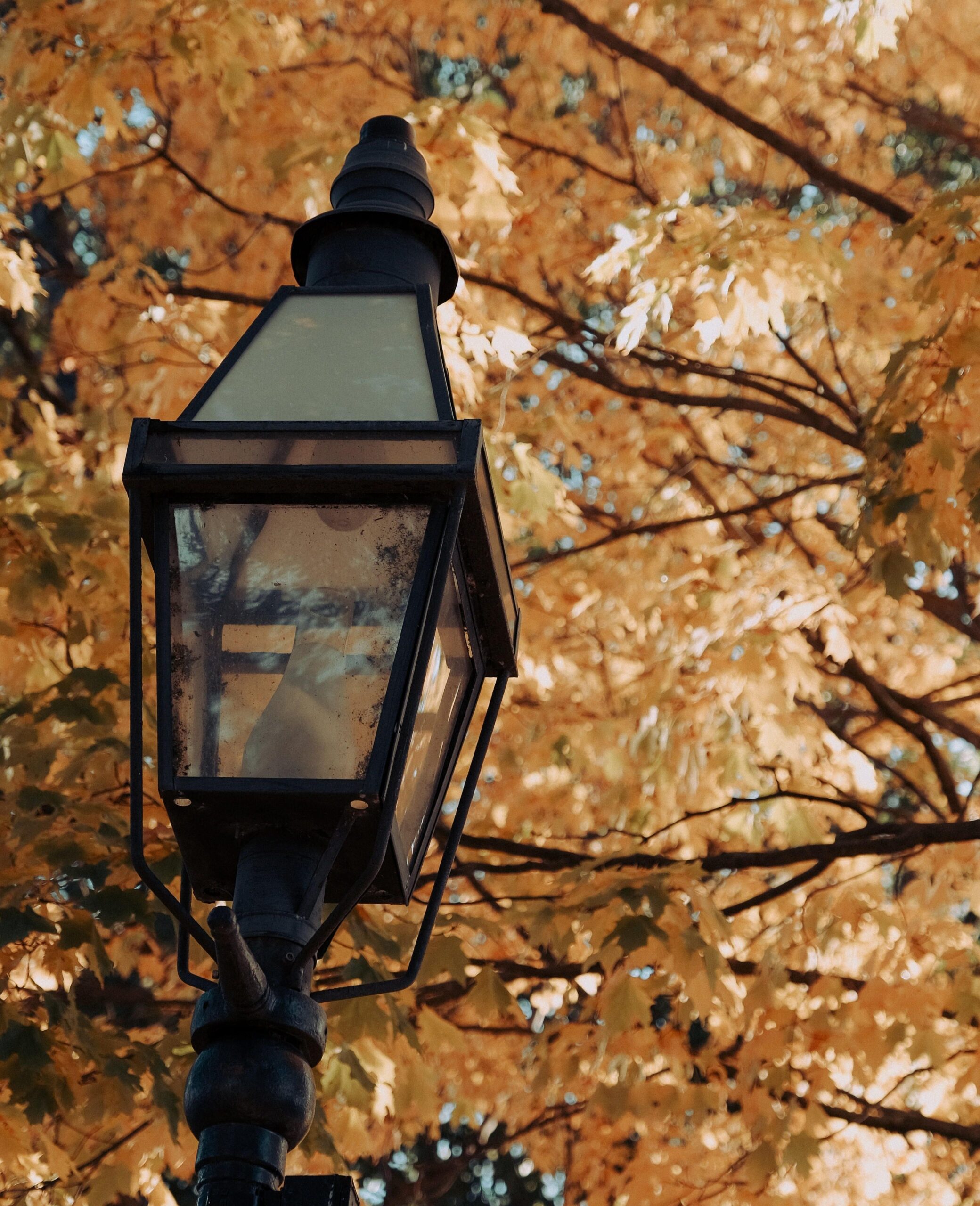 lamp post with yellow trees