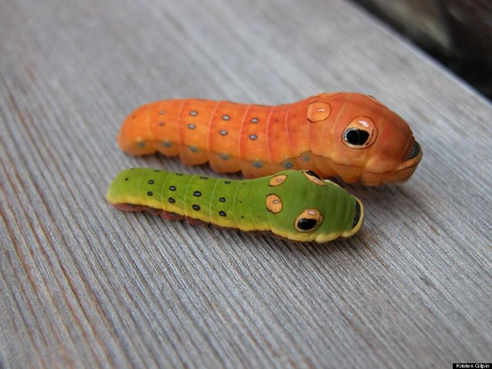 Spicebush Swallowtail Caterpillar