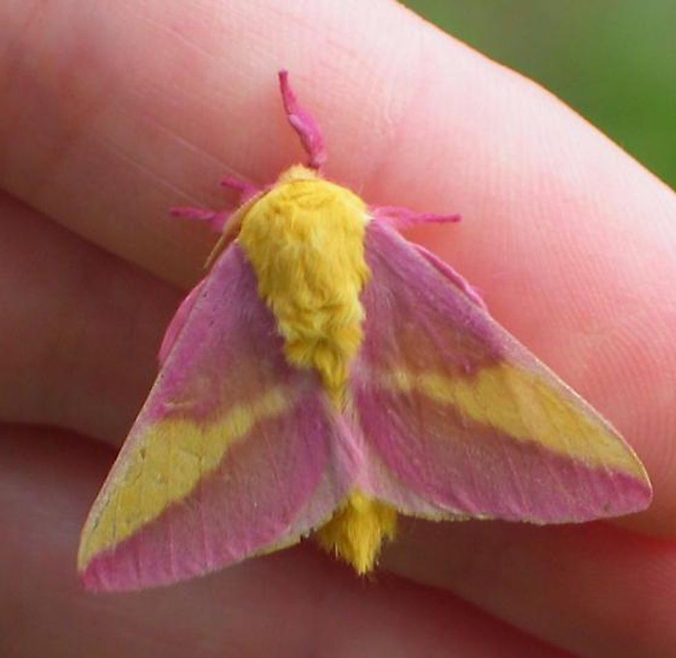 Rosey Maple Moth