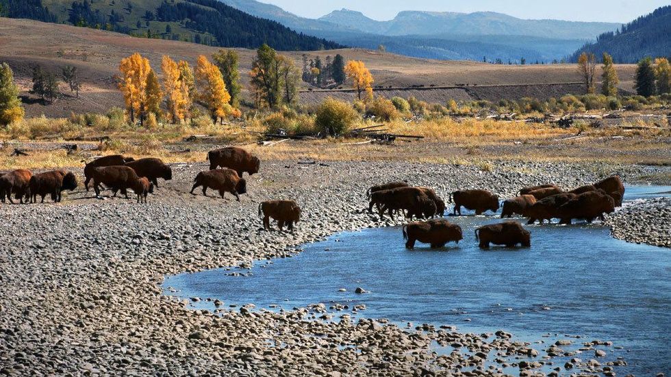 Yellowstone Lamar Valley