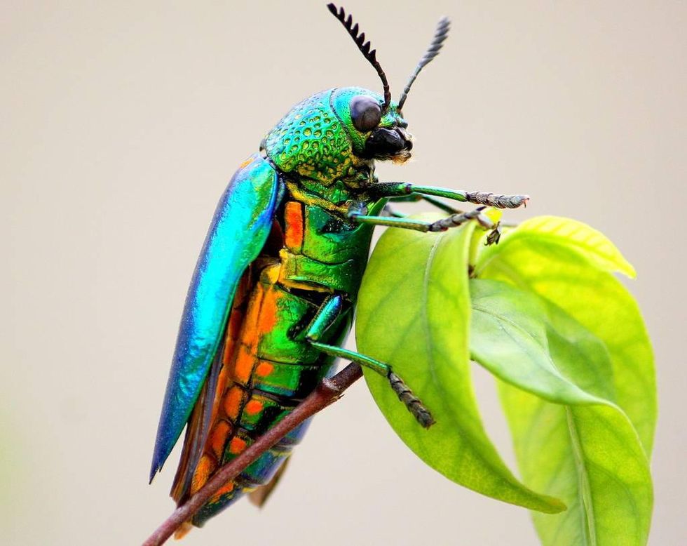 jewel beetle