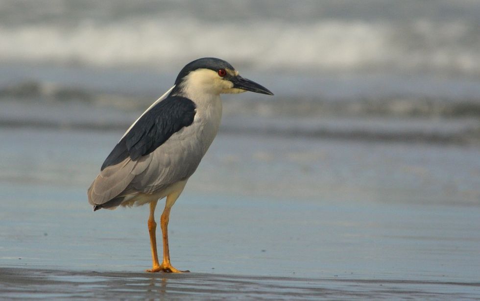 Black-Crowned Night Heron