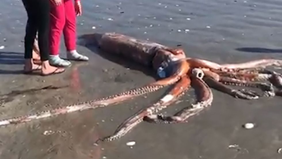 Giant Squid