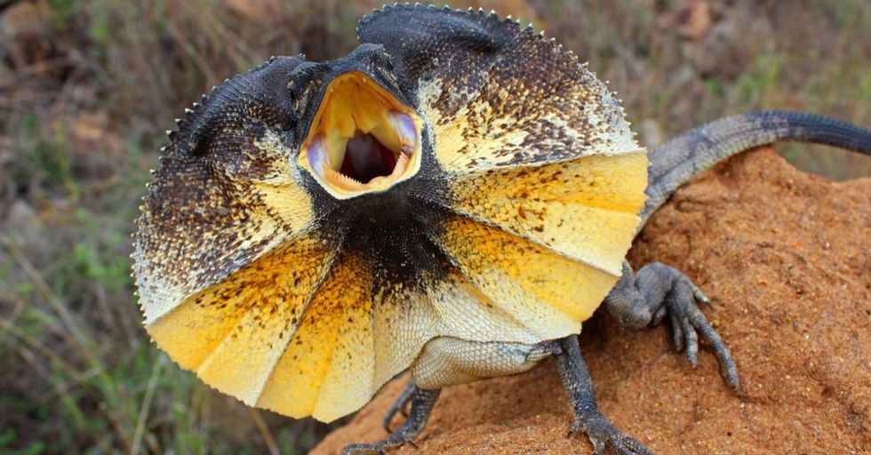 The Frilled Lizard