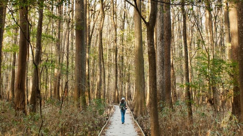 Congaree National Park, South Carolina