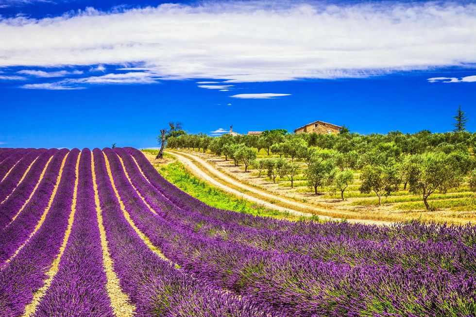 lavender field in Provence France